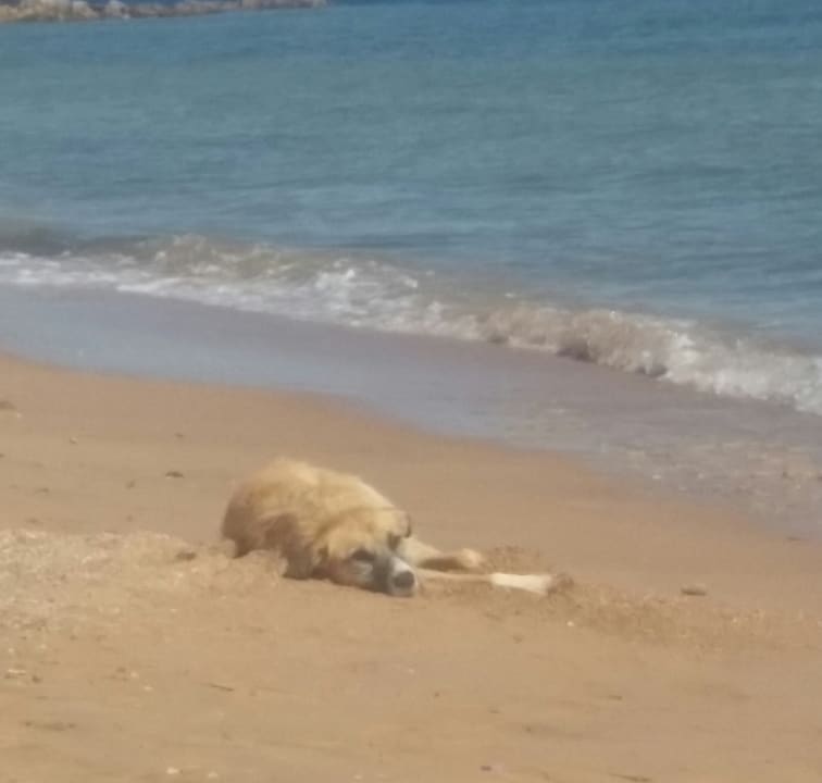 Strand Beach Albatros Resort