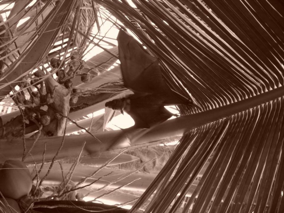 Nietoperek Kuredu Island Resort & Spa