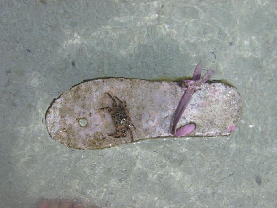 Treibgut mit Krebs Kuramathi Maldives