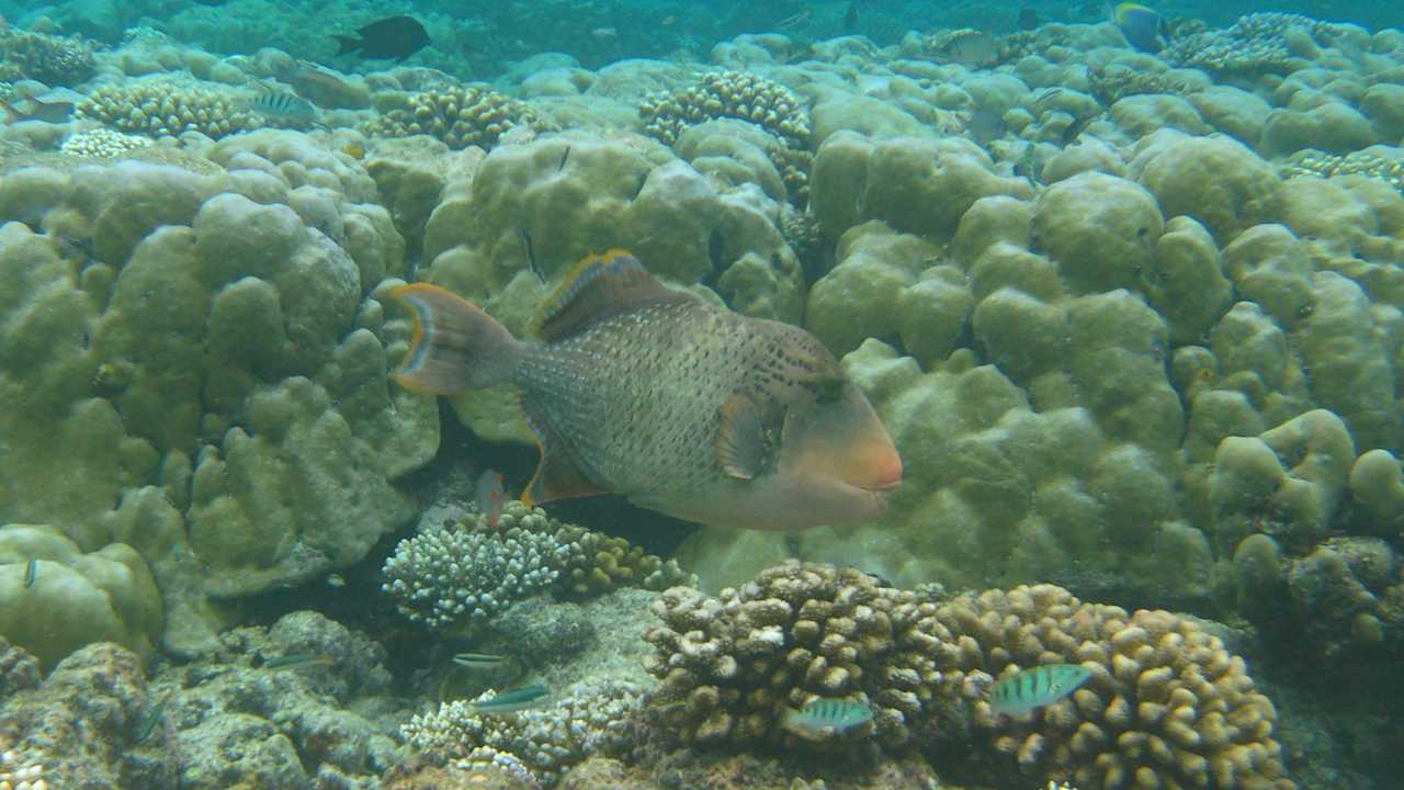 Sport & Freizeit Filitheyo Island Resort