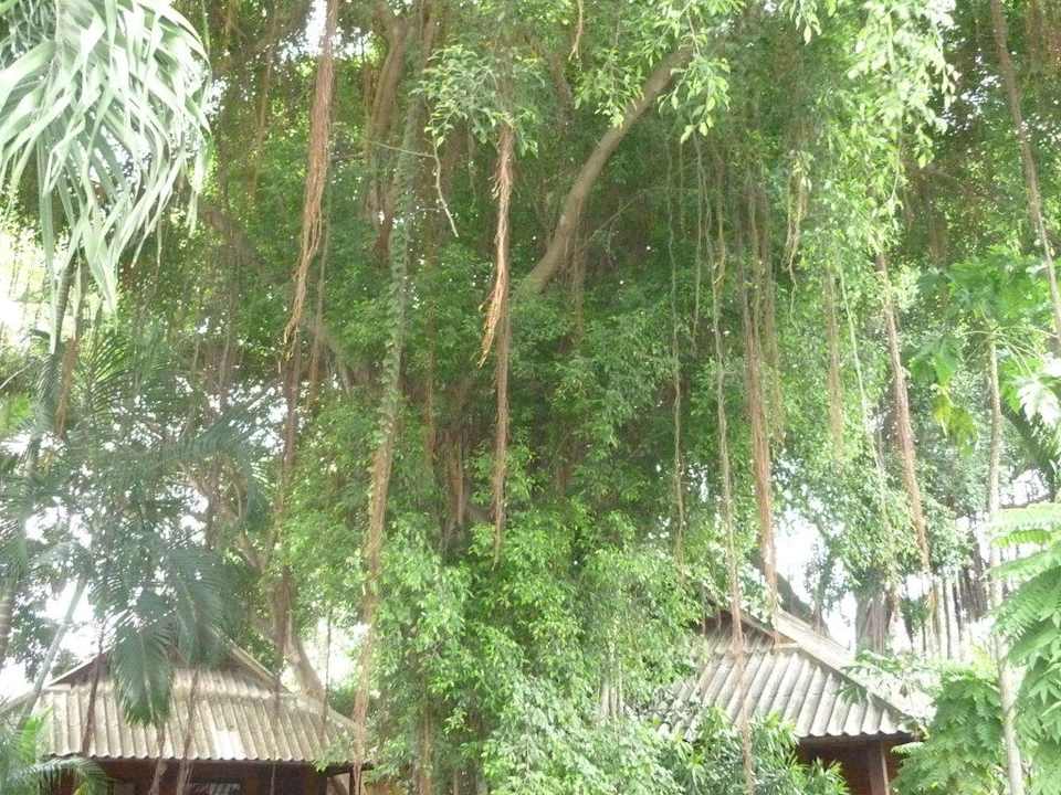 Lianen im Dschungelgarten Hotel The Cottage