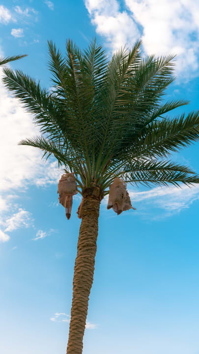 Strand Mövenpick Resort El Quseir