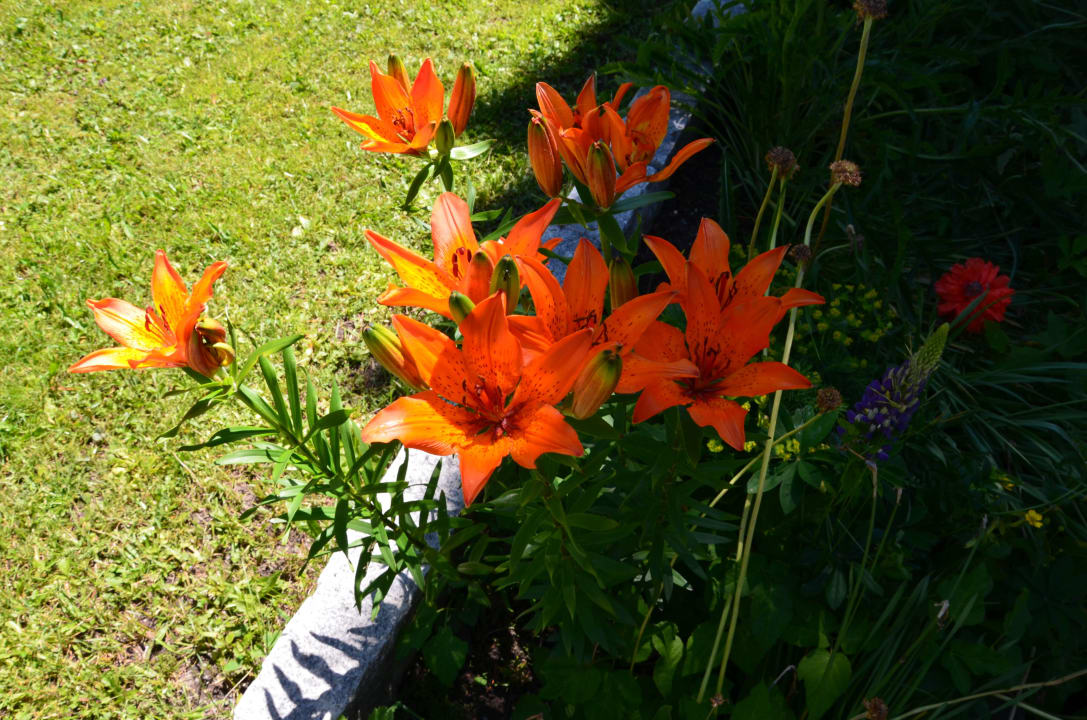 Feuerlilien im Garten Garni Irene