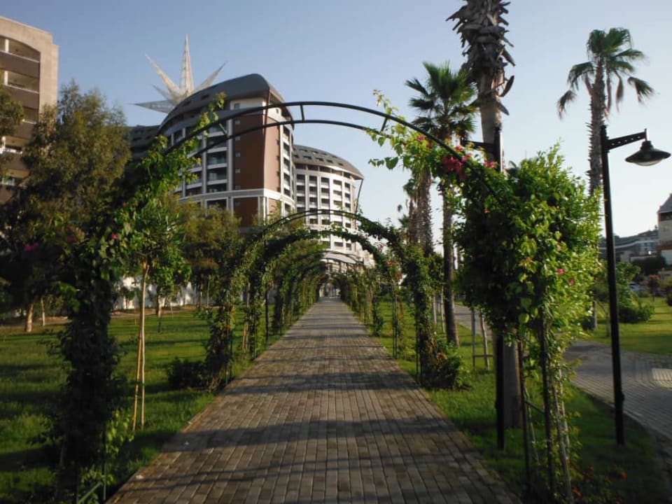 Royal Seginus Royal Seginus