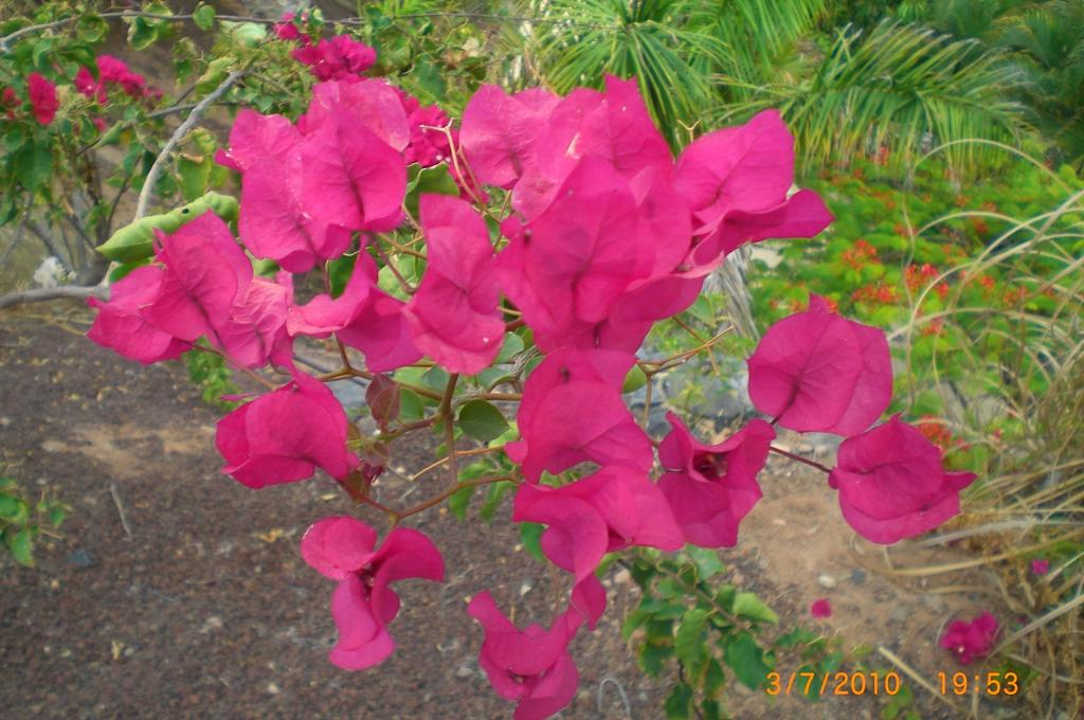 Blumen in der Gartenanlage R2 Rio Calma Hotel & Spa & Conference