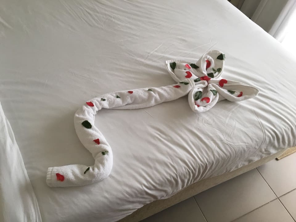 Zimmerschmuck Jaz Aquaviva