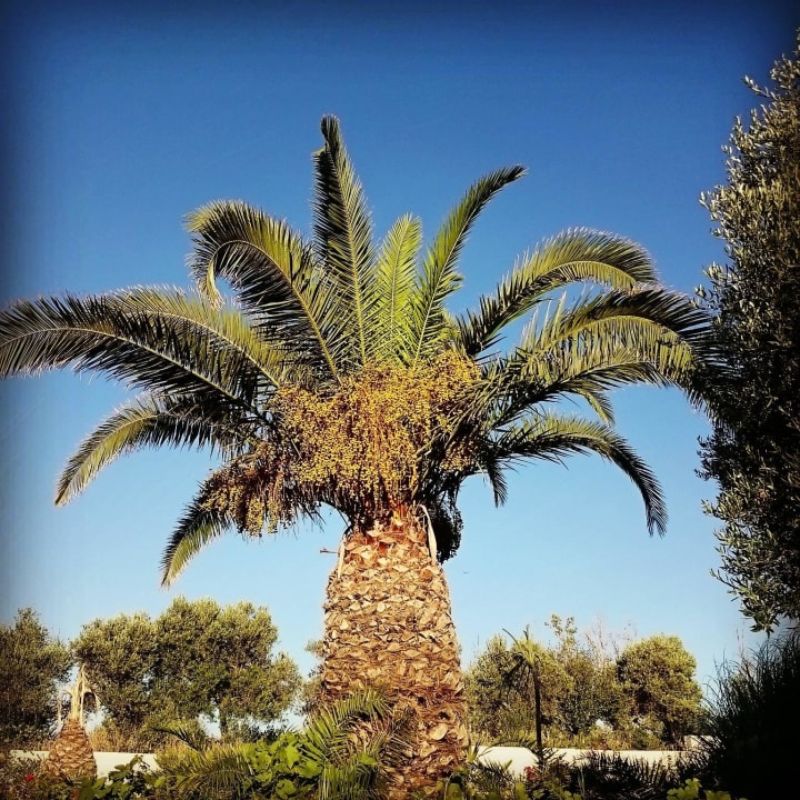 Bungalowy HARPIN Georgioupolis Resort Aquapark & SPA