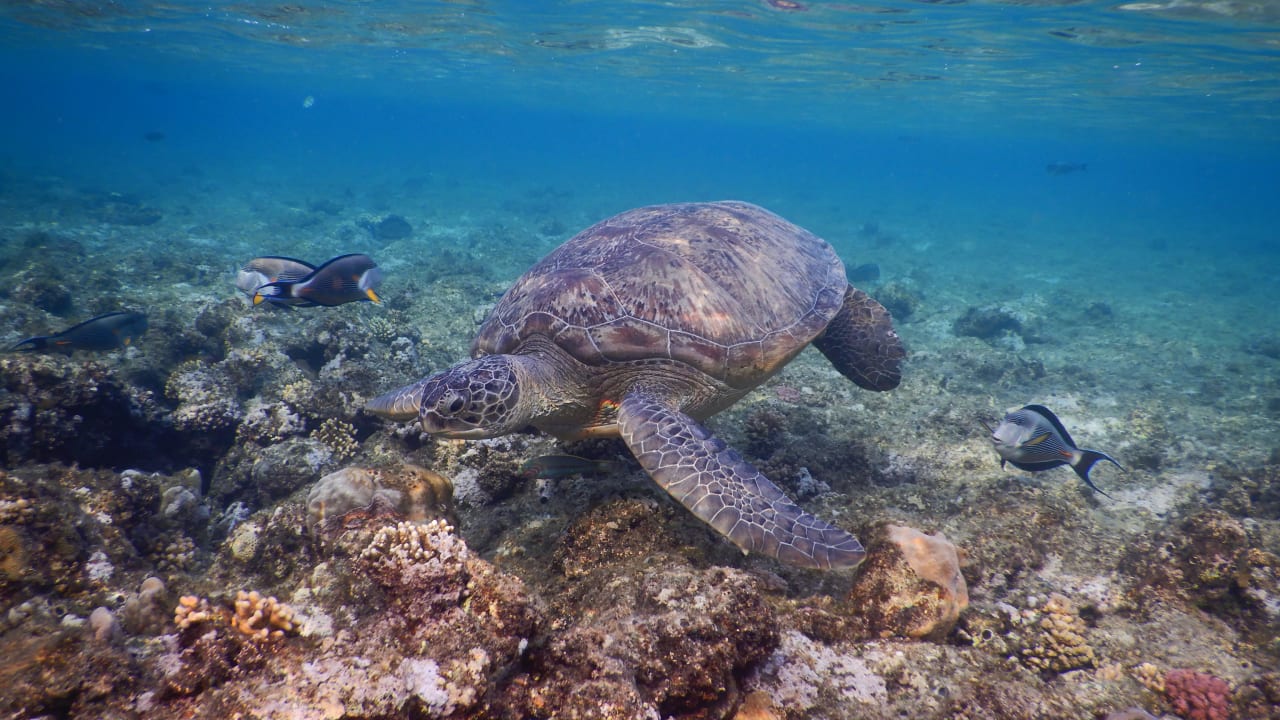 Sport & Freizeit Three Corners Equinox Beach Resort