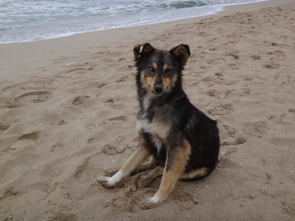 Kleine nette Überlebenskünstlerin Hotel Borjana