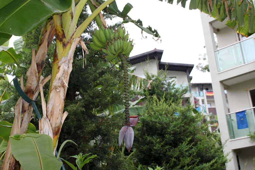 Aska Hotel Buket Resort & Spa Sealife Buket Resort & Beach