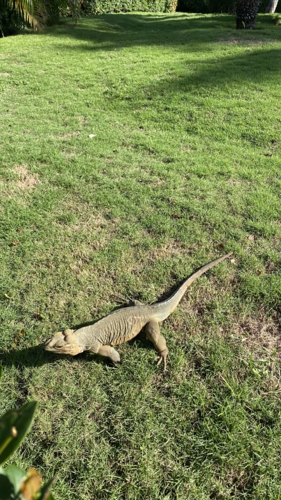 Gartenanlage Hotel Viva Dominicus Palace by Wyndham-All Inclusive Resort