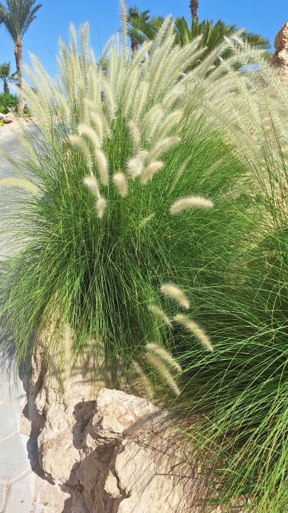 Gartenanlage Pickalbatros Citadel Resort