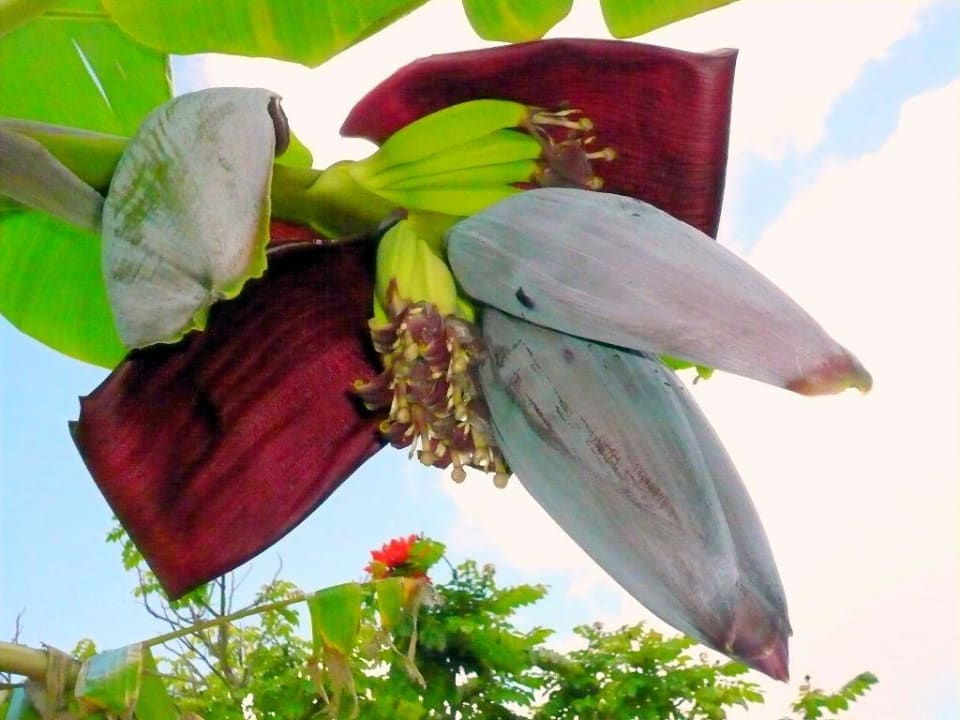 und noch mehr Bananenblüten Bungalows Cordial Sandy Golf