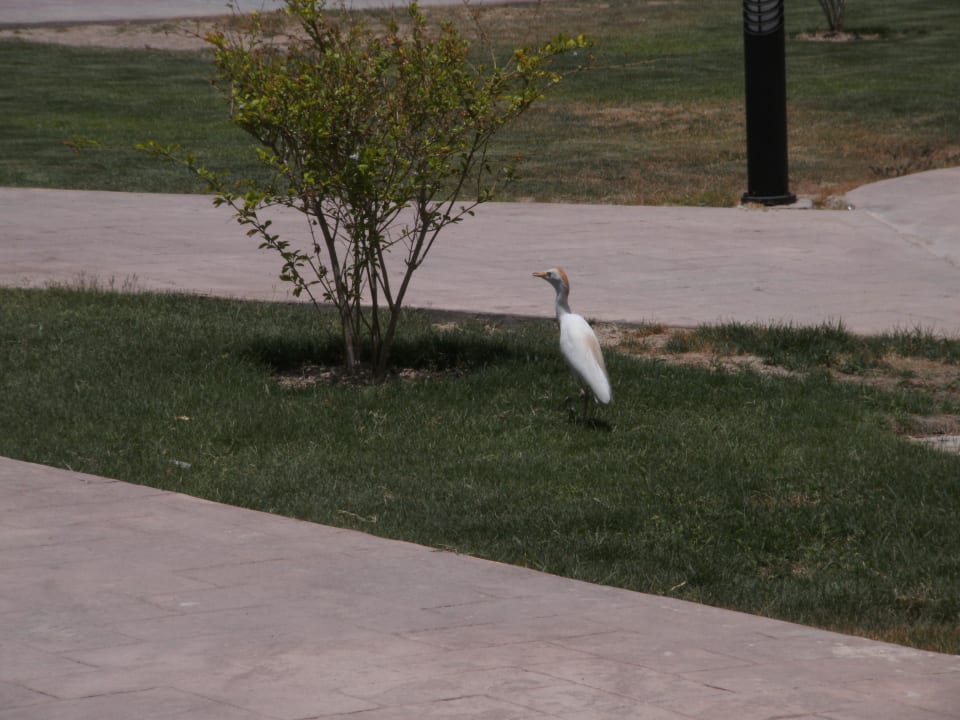 Vogel auf der Gartenanlage Cleopatra Luxury Resort Makadi Bay