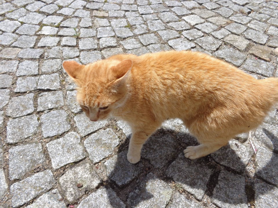Die Hofkatze Erlebnisbauernhof Achatz