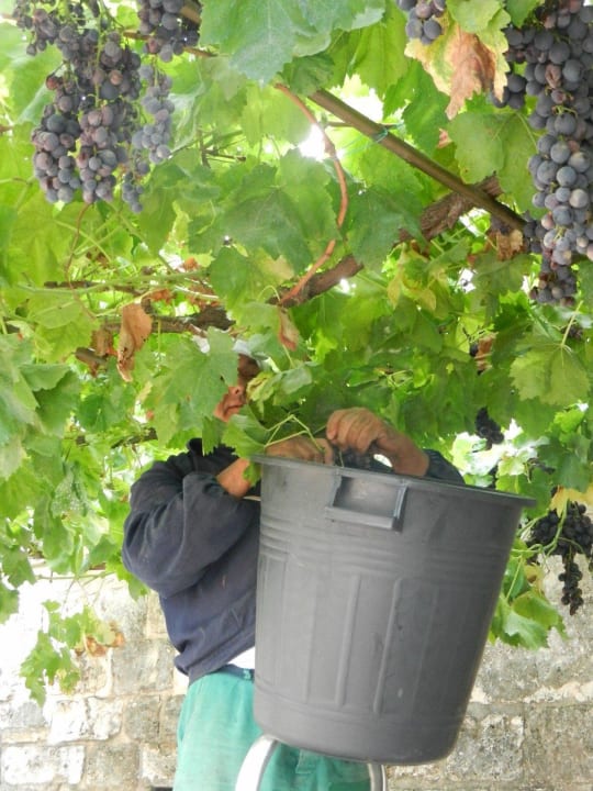 Weinlese auf der Terrasse Agriturismo Masseria Locanda Ventura