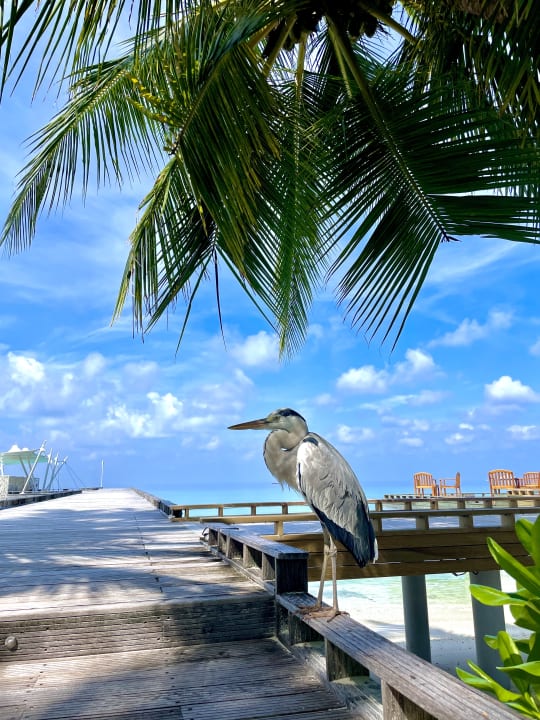 Außenansicht Kuramathi Maldives