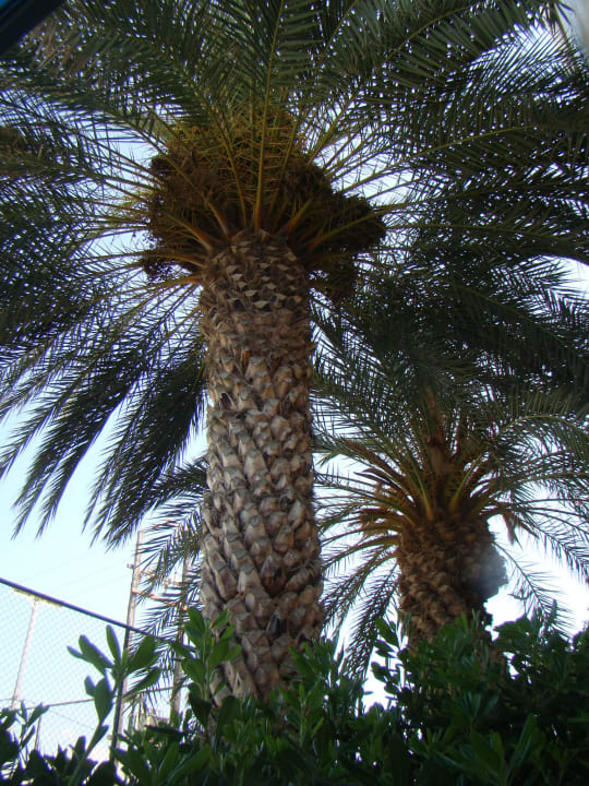 Garden Astir Beach