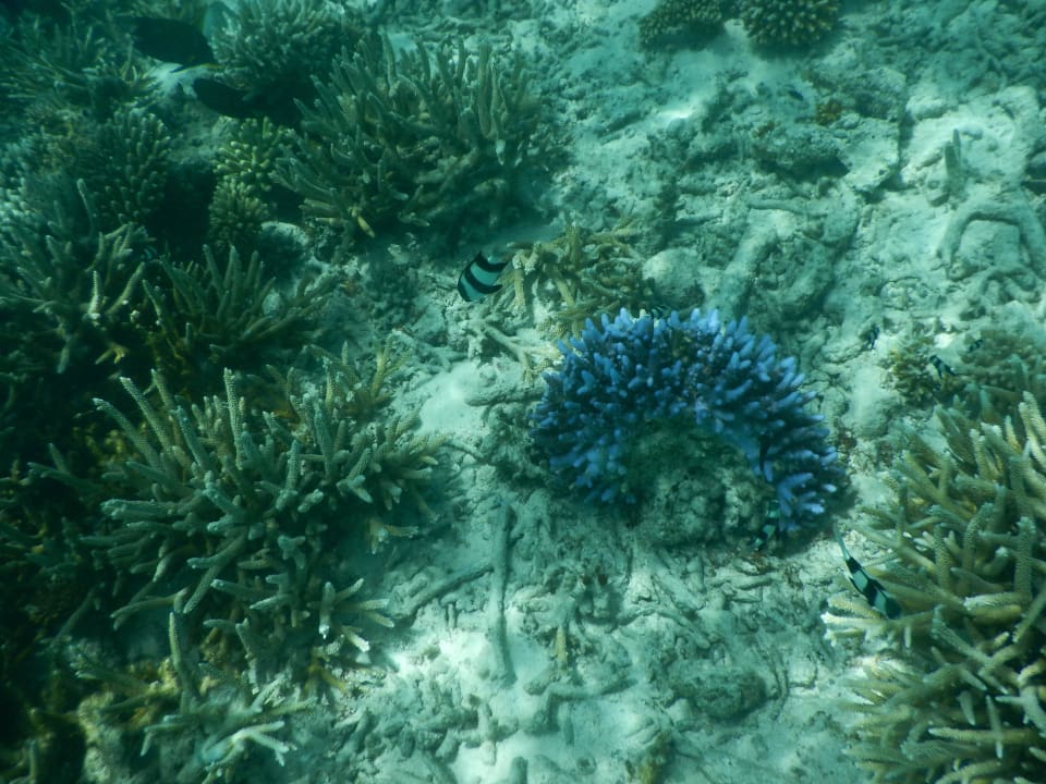 Blaue Koralle Thulhagiri Island Resort