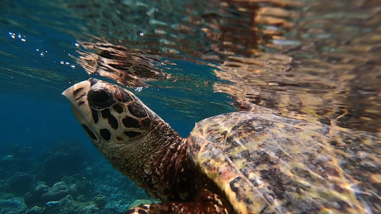 Sport & Freizeit NH Collection Maldives Reethi Resort