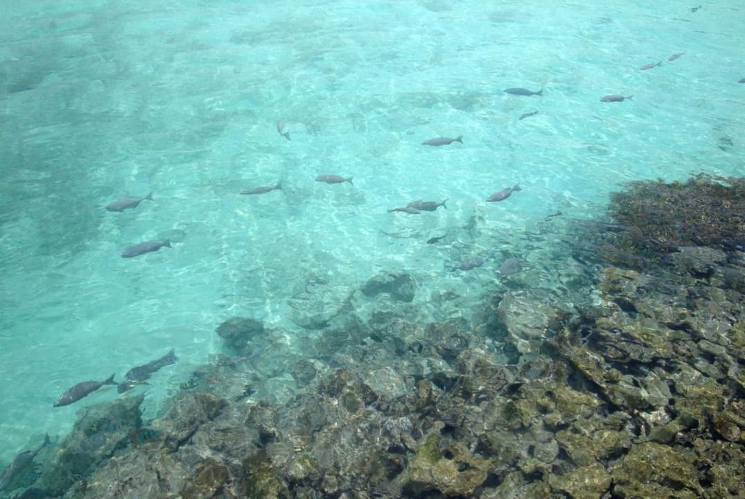 Strand Summer Island Maldives