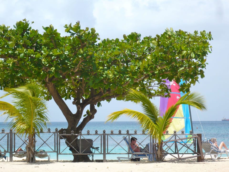 Am Hotelstrand spenden genügend Bäume Schatten  Hotel Coyaba Beach Resort