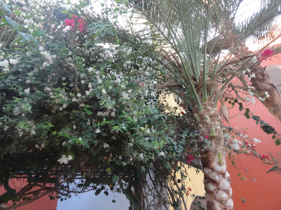 Zum Bel Air Arabia Azur Resort