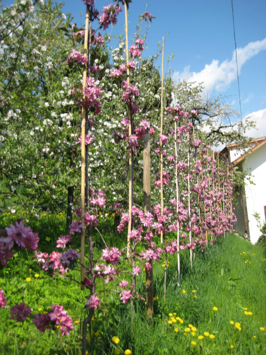 Gartenanlage Thalguter Apartments, Rooms & Breakfast