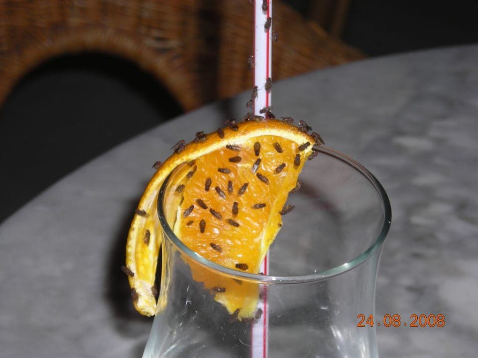 Fliegenplage im Hotel Alua Suites Fuerteventura