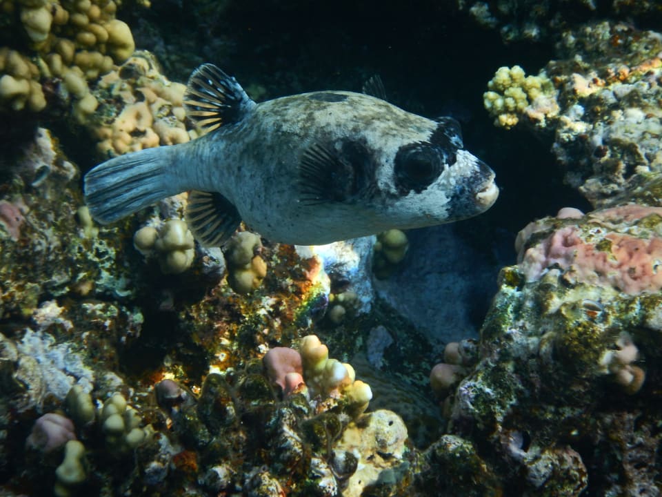 Sport & Freizeit Steigenberger Coraya Beach - Adults only