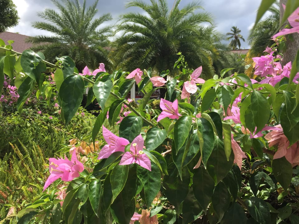 Gartenanlage Viva V Samana by Wyndham – Adults Only