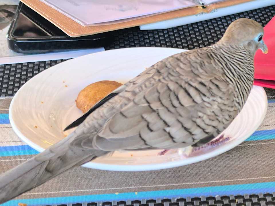 Gastro The Coco de Mer Hotel & Black Parrot Suites