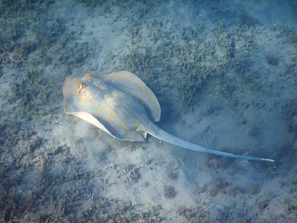 Sport & Freizeit Shams Alam Beach Resort