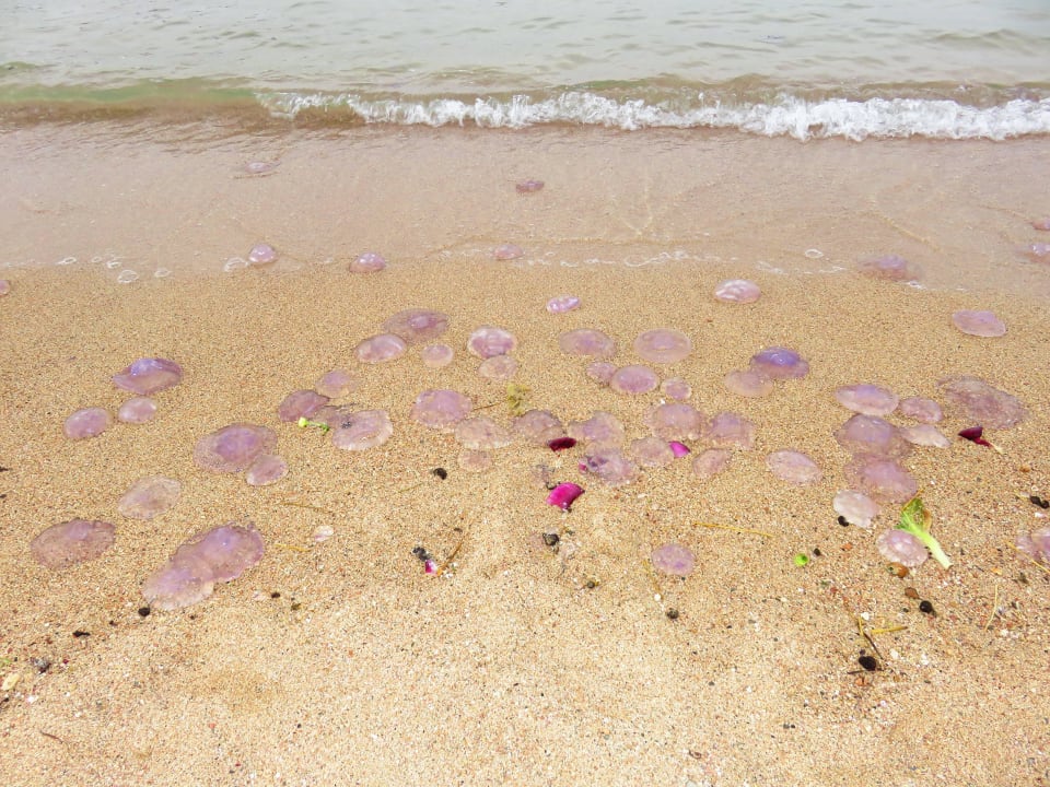 Im Mai gab es immer wieder mal Quallen Steigenberger Coraya Beach - Adults only