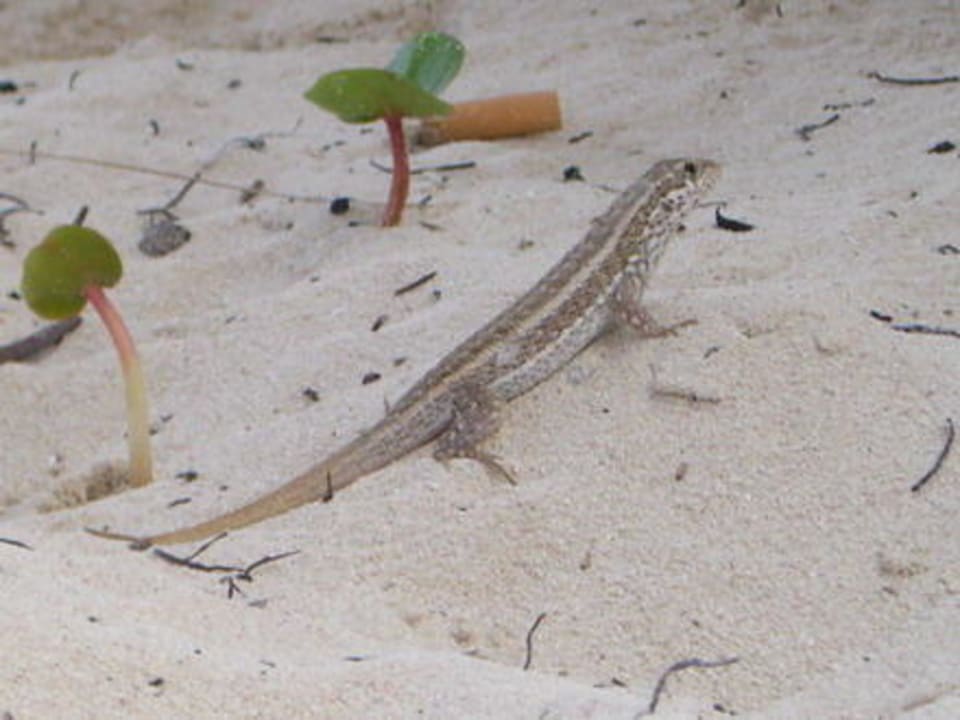 Eidechse und Kippe am Strand Grand Palladium Select Bávaro Resort & Spa