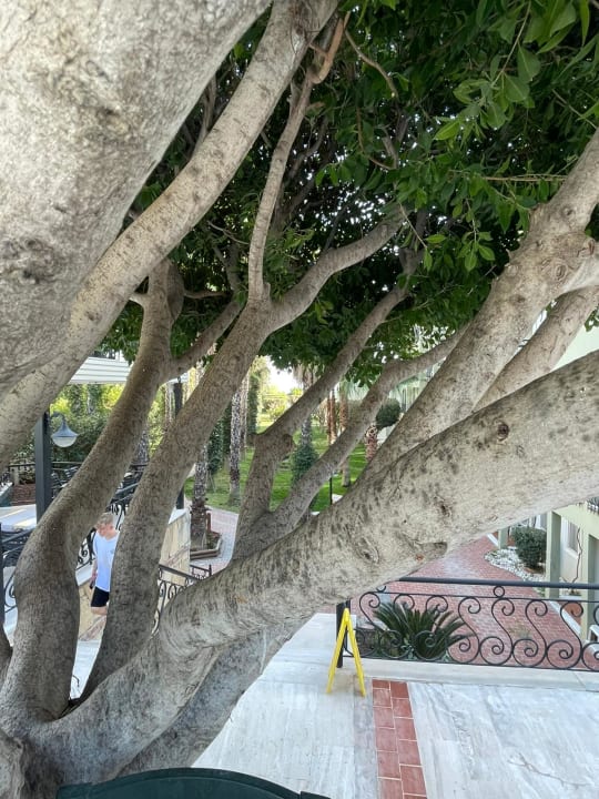 Gartenanlage Hotel Gardenia Beach