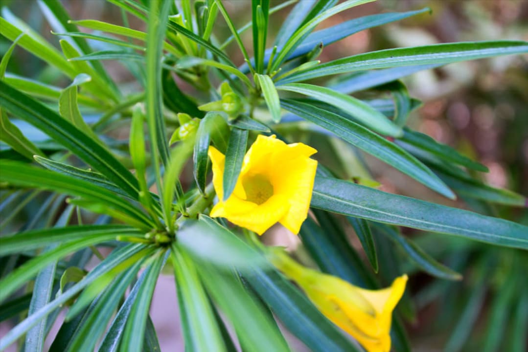 Citadel Azur Resort Pickalbatros Citadel Resort