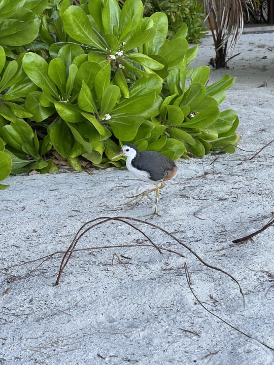 Strand Summer Island Maldives