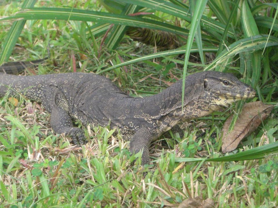 Freundlicher Hotelmitbewohner Shangri-La's Rasa Ria Resort & Spa