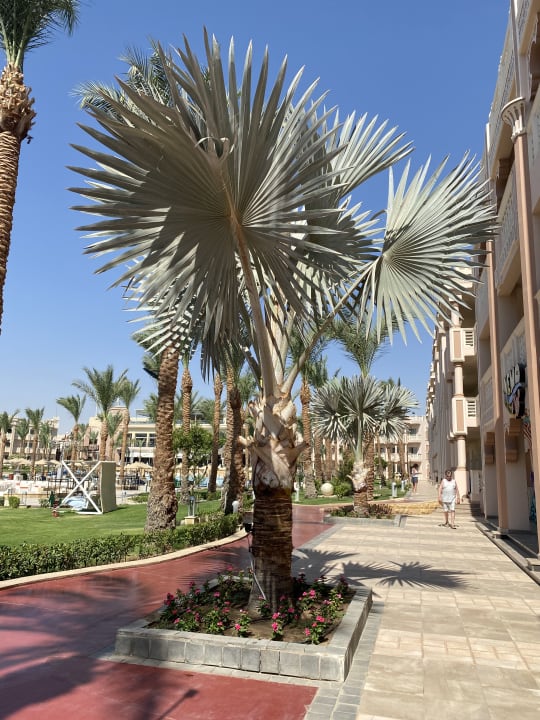 Gartenanlage Pickalbatros Palace Resort