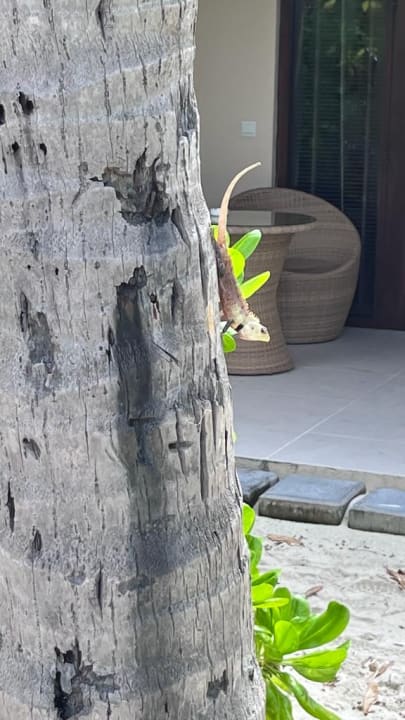 Ausblick Summer Island Maldives