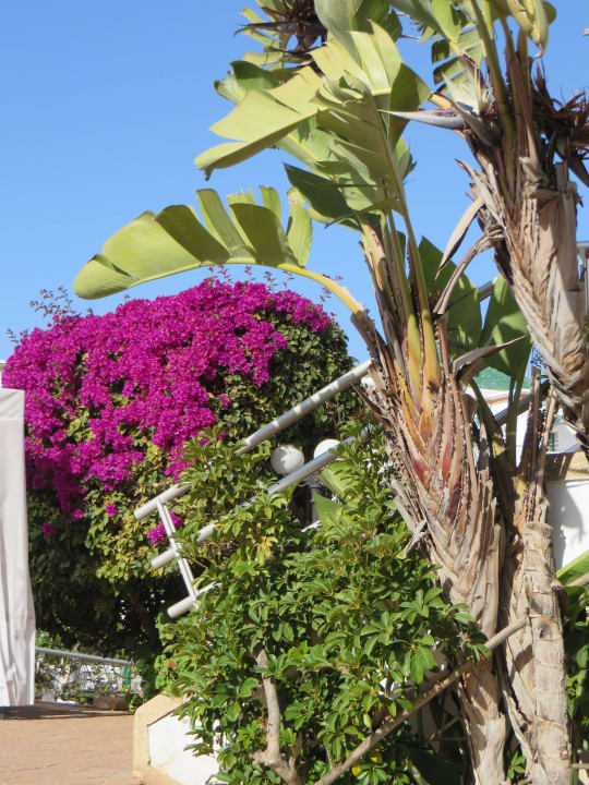Blumen im Garten Agadir Beach Club Hotel