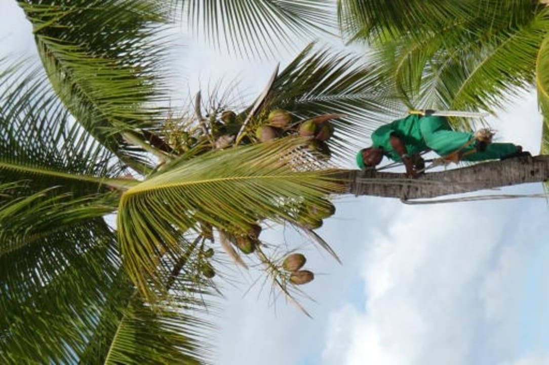 Kletternder Garten bei Kokosernte Grand Sirenis Punta Cana Resort & Aquagames