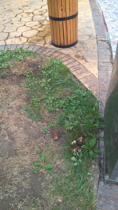 Kothaufen in der Nähe HVD Viva Club Hotel