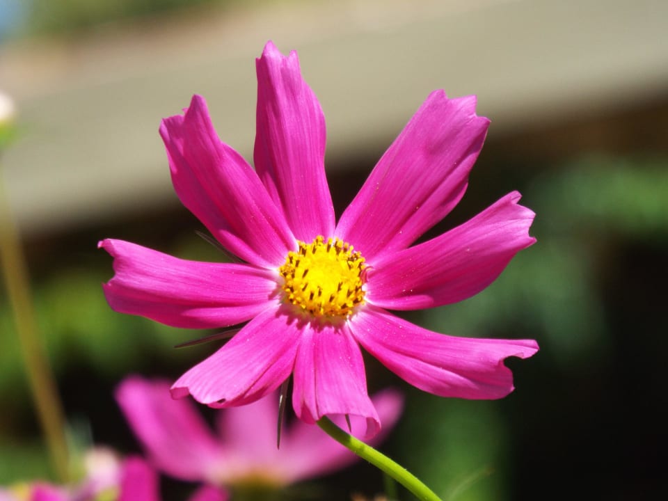 Blüte Kalahari Anib Lodge