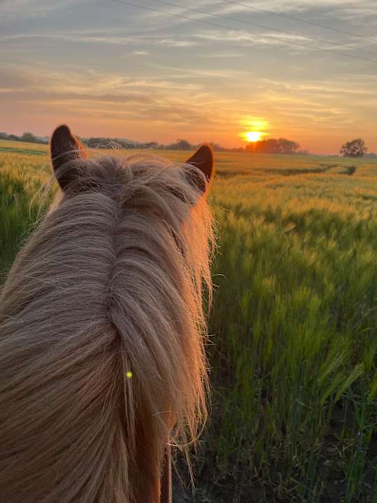 Sport & Freizeit Ferienhof Harms GbR