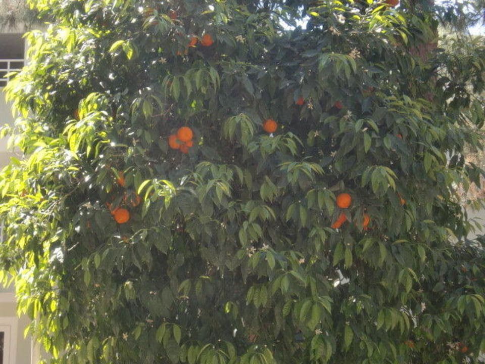 Orangen Club Sidelya Hotel