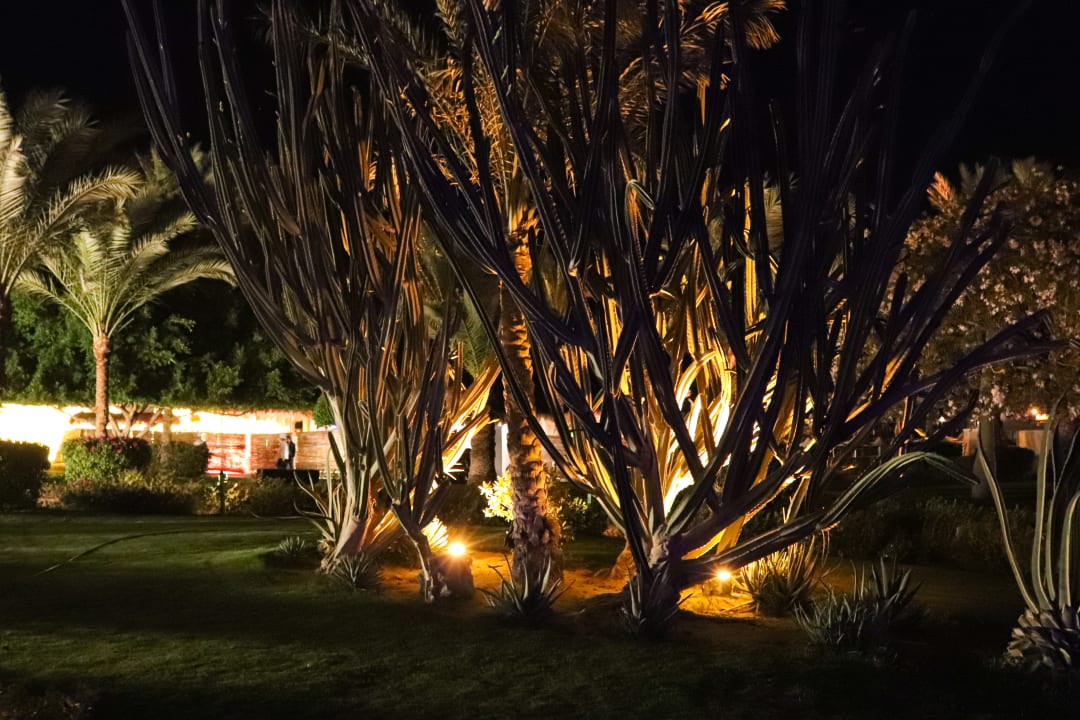 Gartenanlage Desert Rose