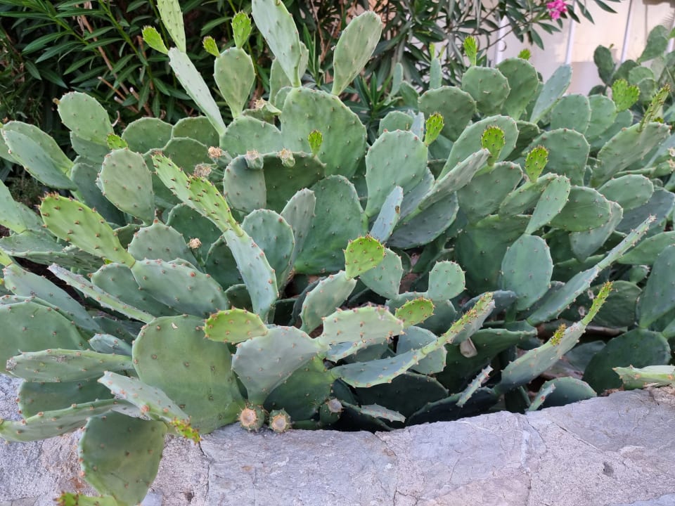 Gartenanlage Hotel Kalithea Horizon Royal