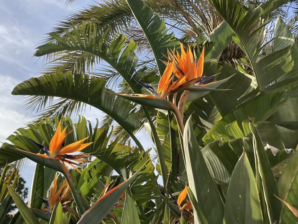 Gartenanlage Rixos Downtown Antalya